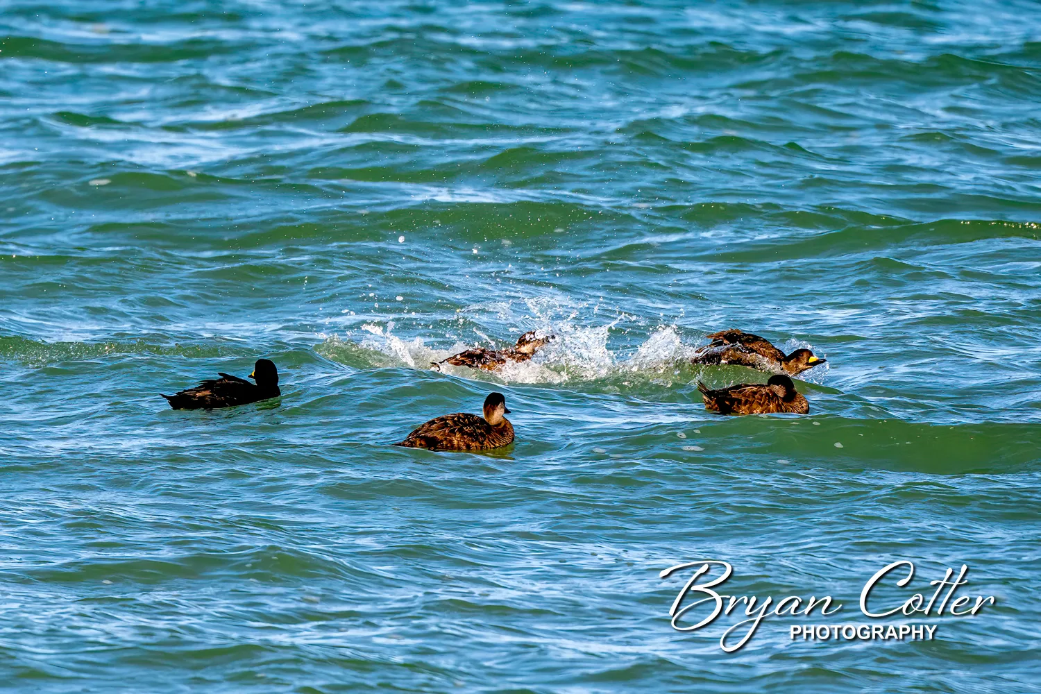 Black Scoter