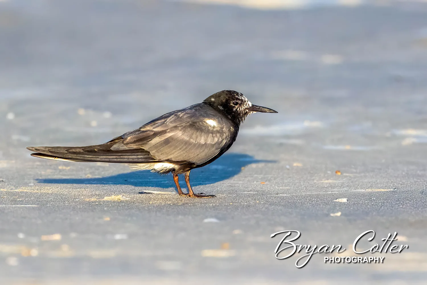 Black Tern