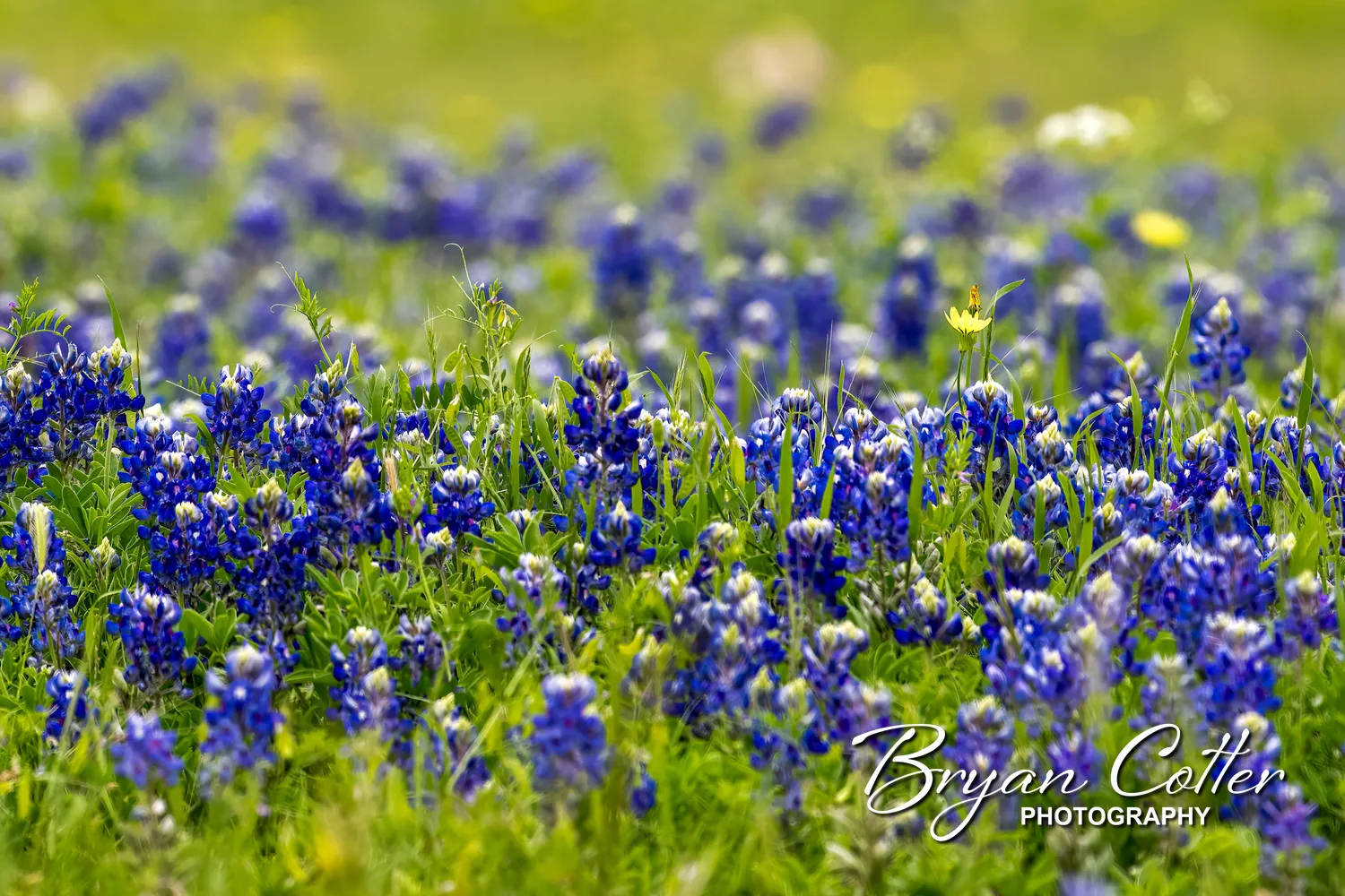 Bluebonnet