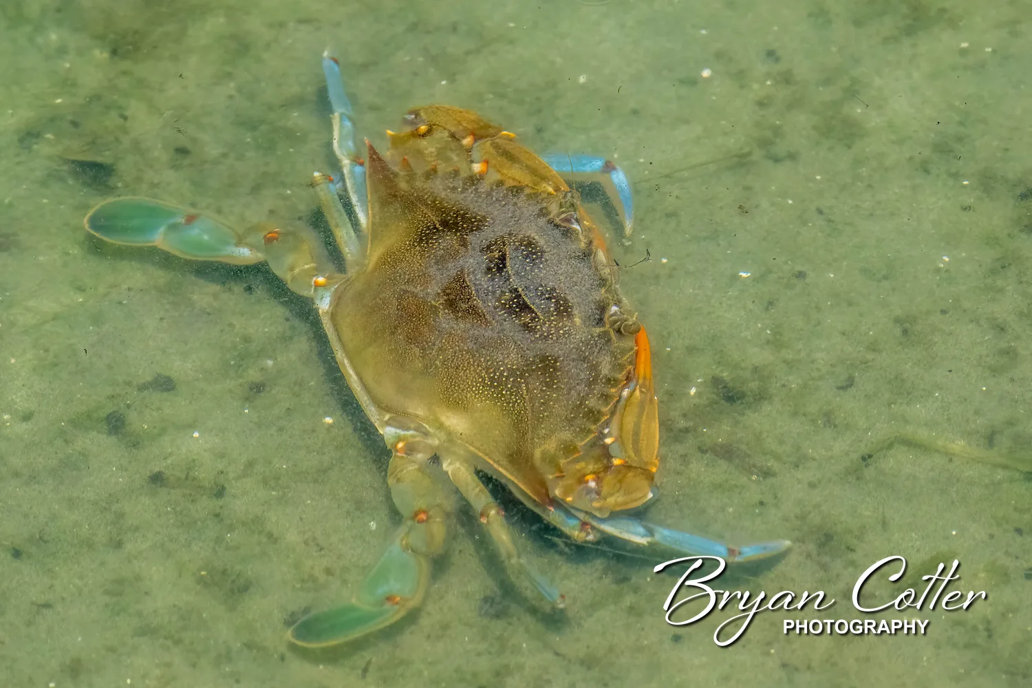 Blue Crab