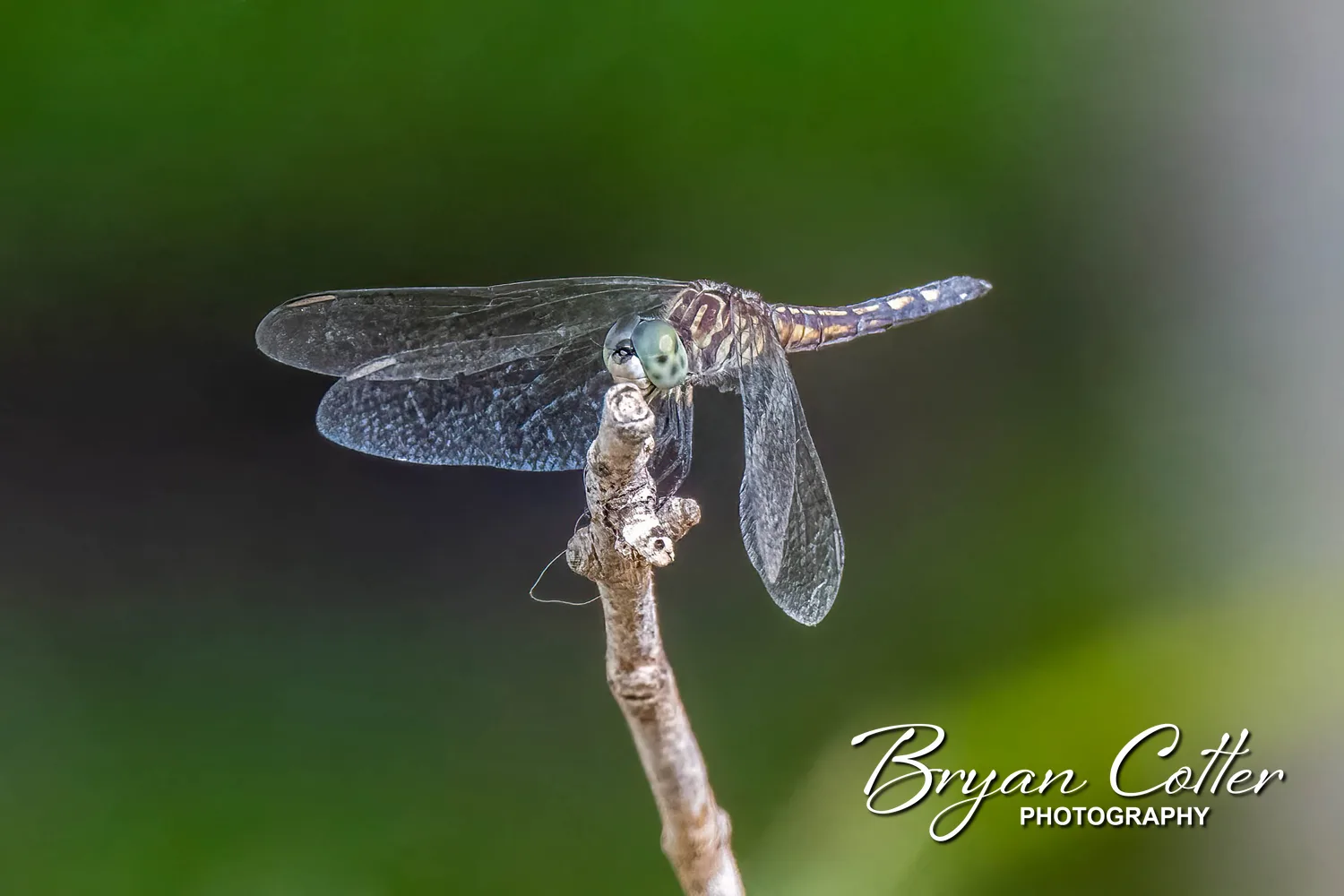 Blue Dasher