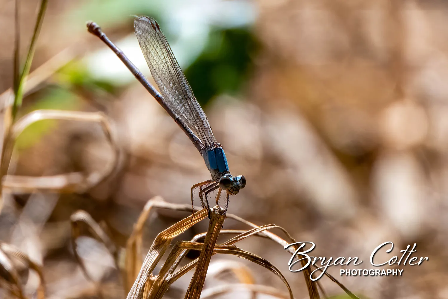 Blue-fronted Dancer