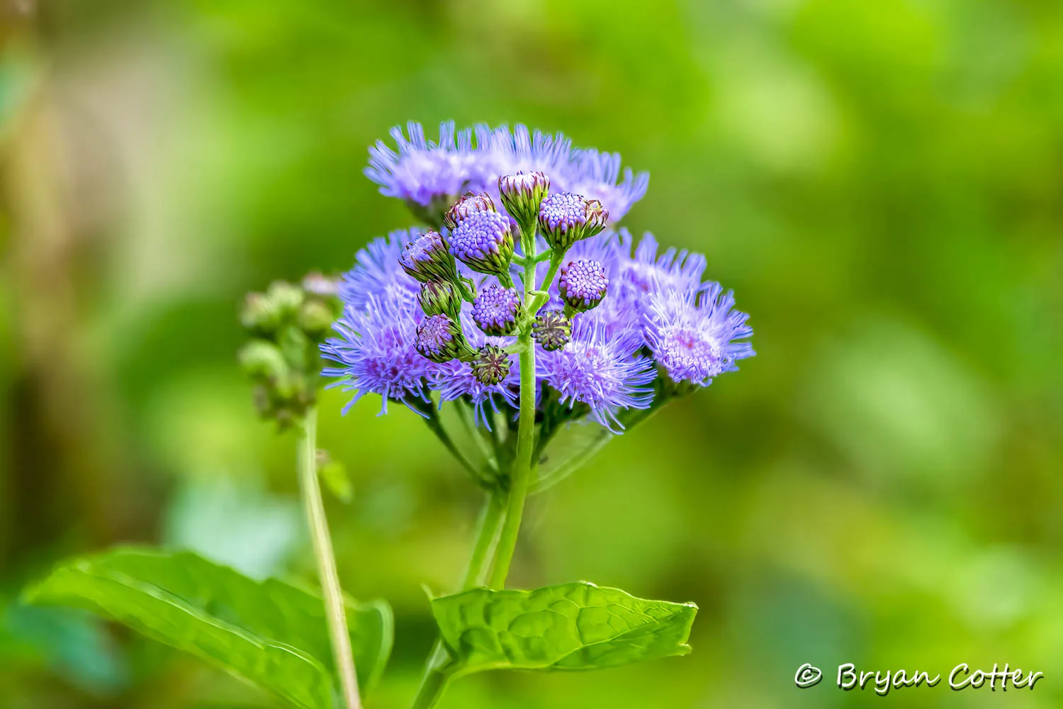 Blue Mistflower