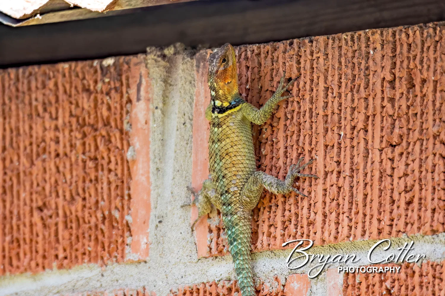 Blue Spiny Lizard