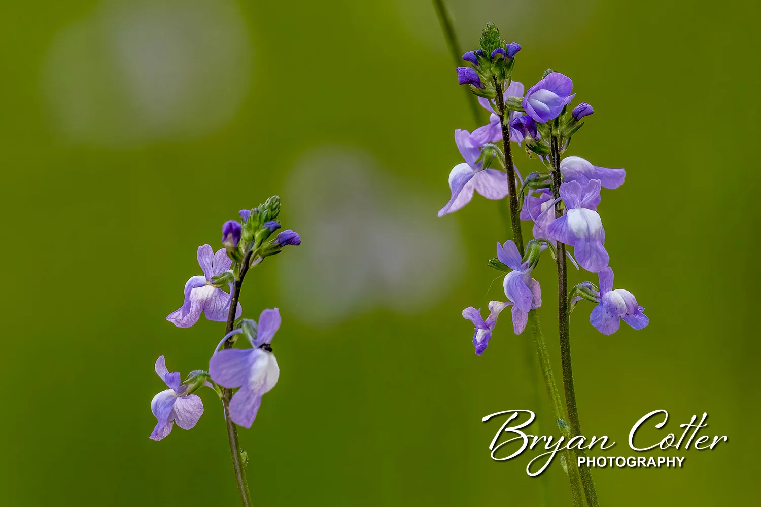 Blue Toadflax