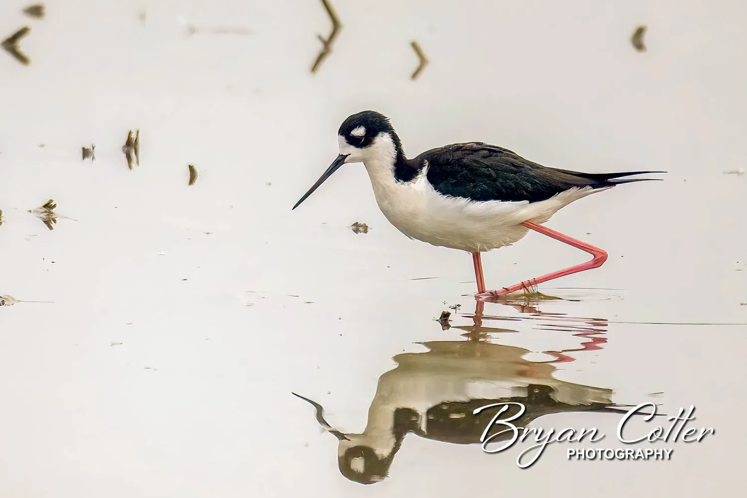 Black-necked Stilt