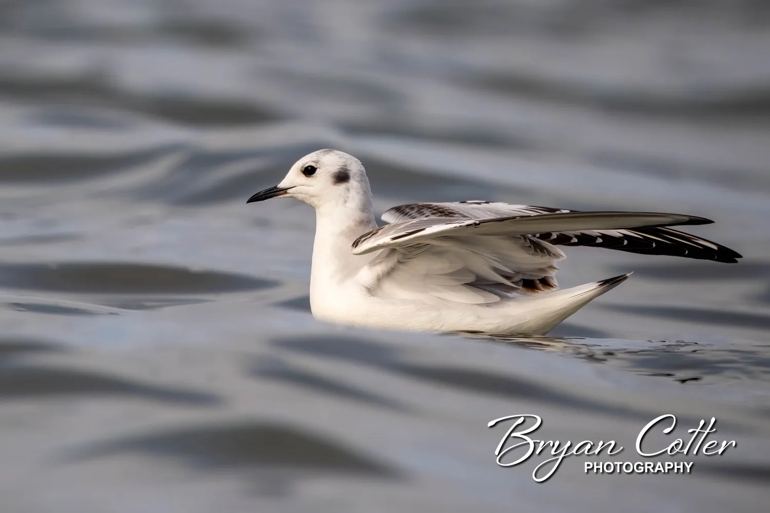 Bonaparte's Gull