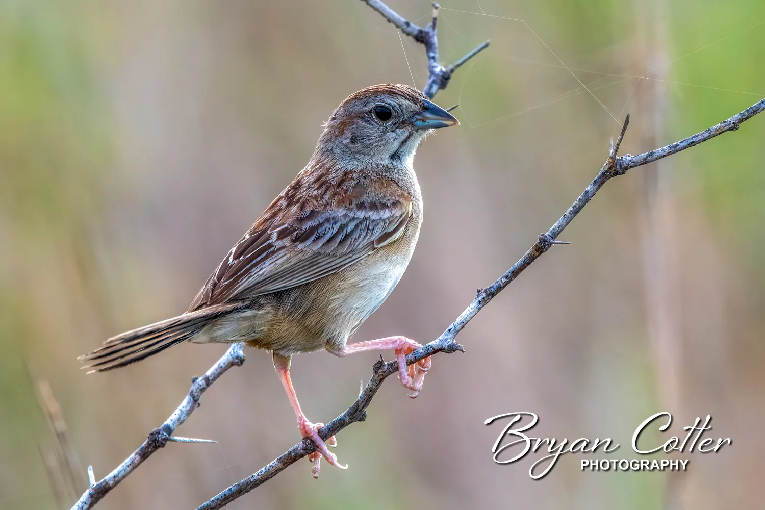 Botteri's Sparrow