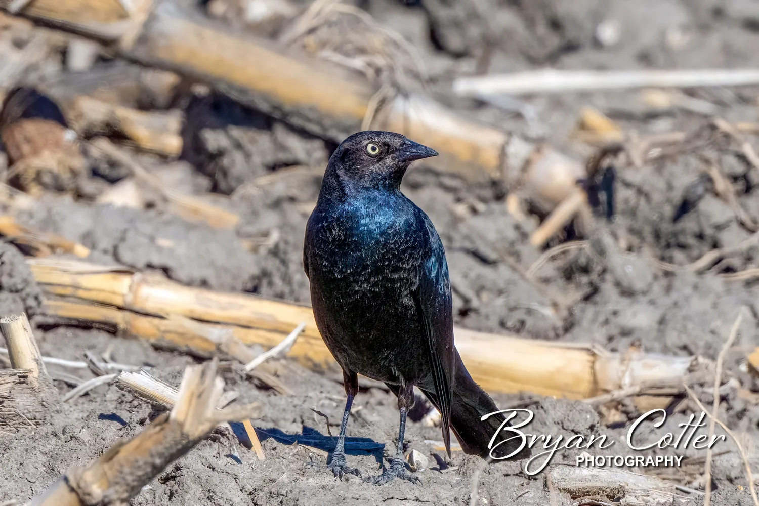 Brewer's Blackbird