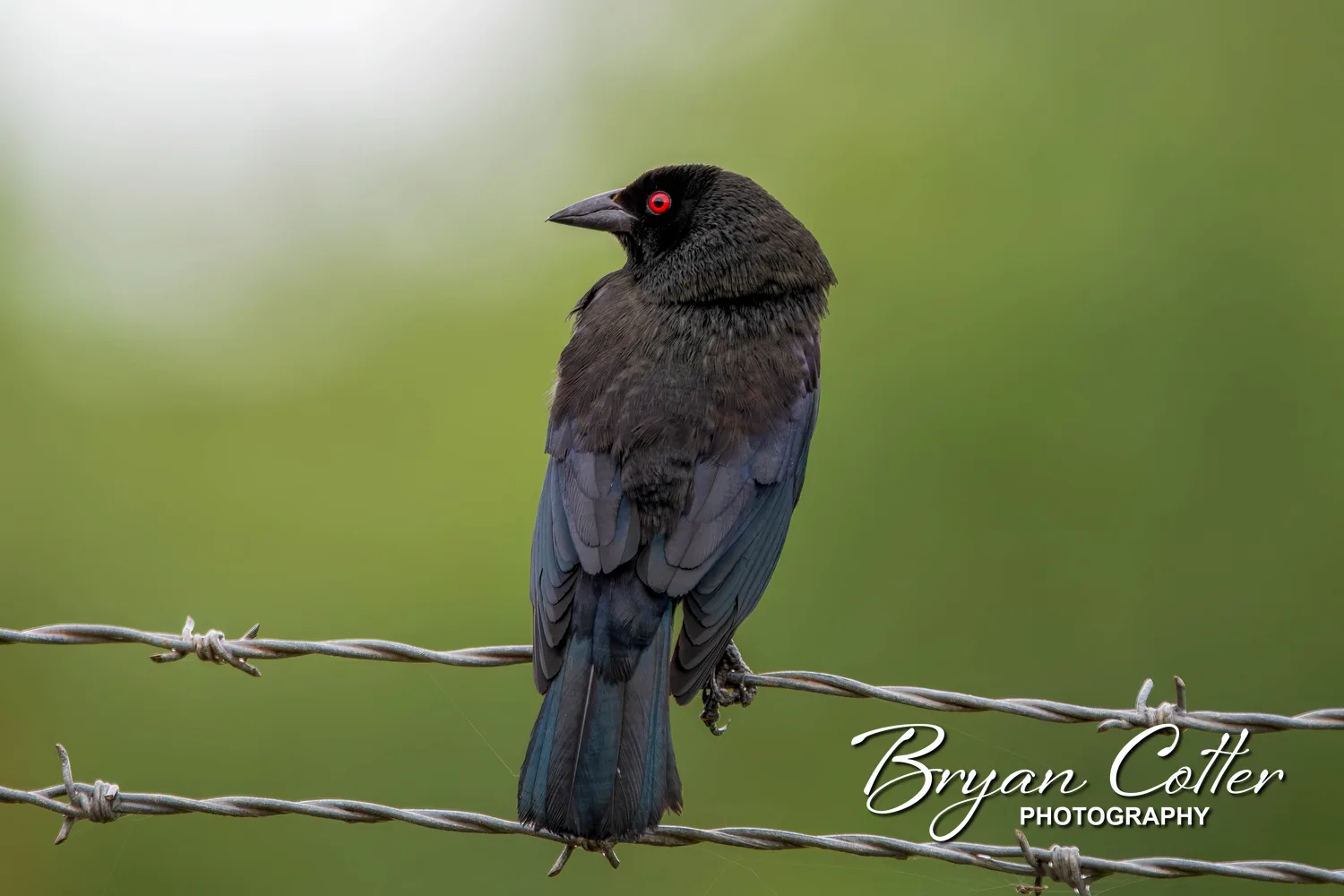 Bronzed Cowbird