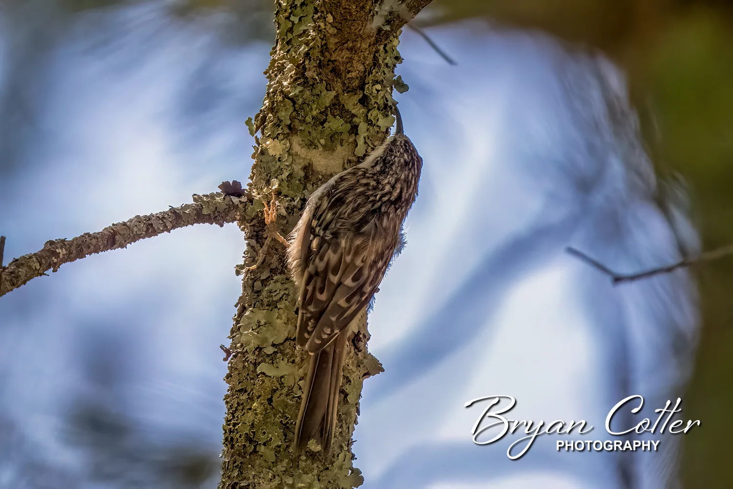 Brown Creeper