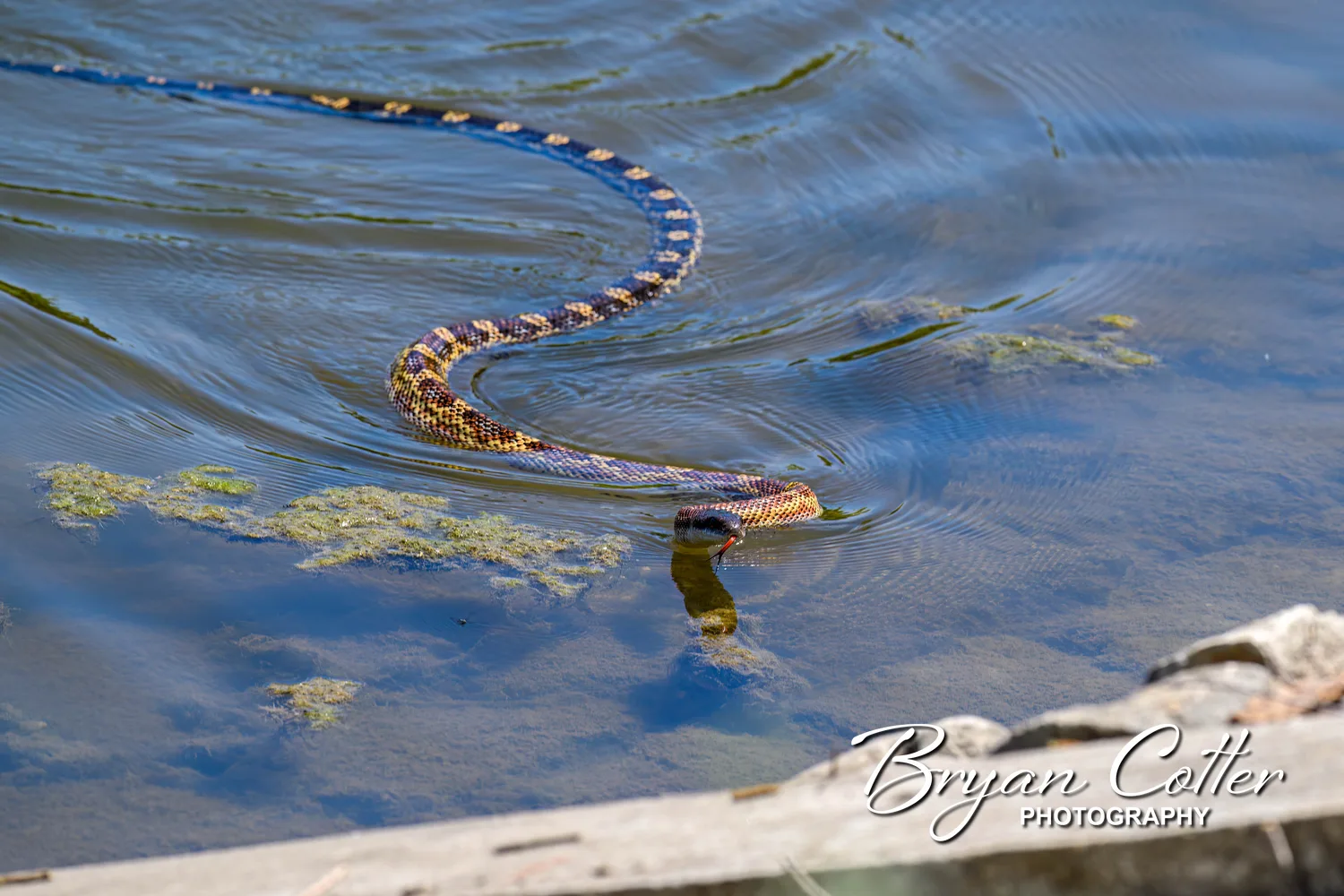 Broad-banded Water Snake