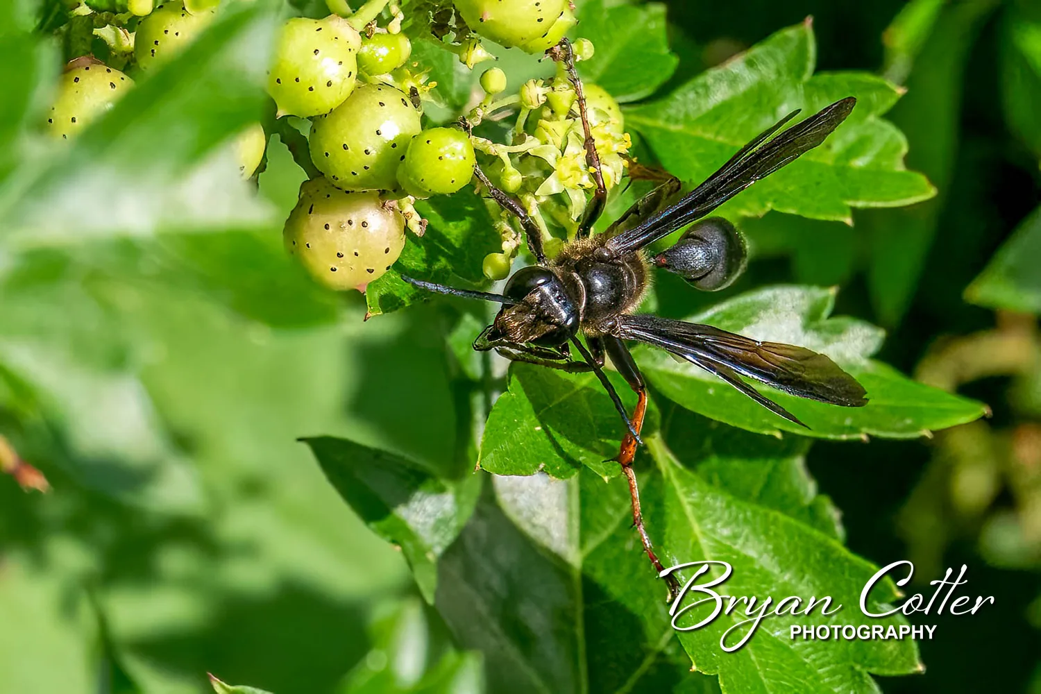 Brown-legged Grass-carrying Wasp