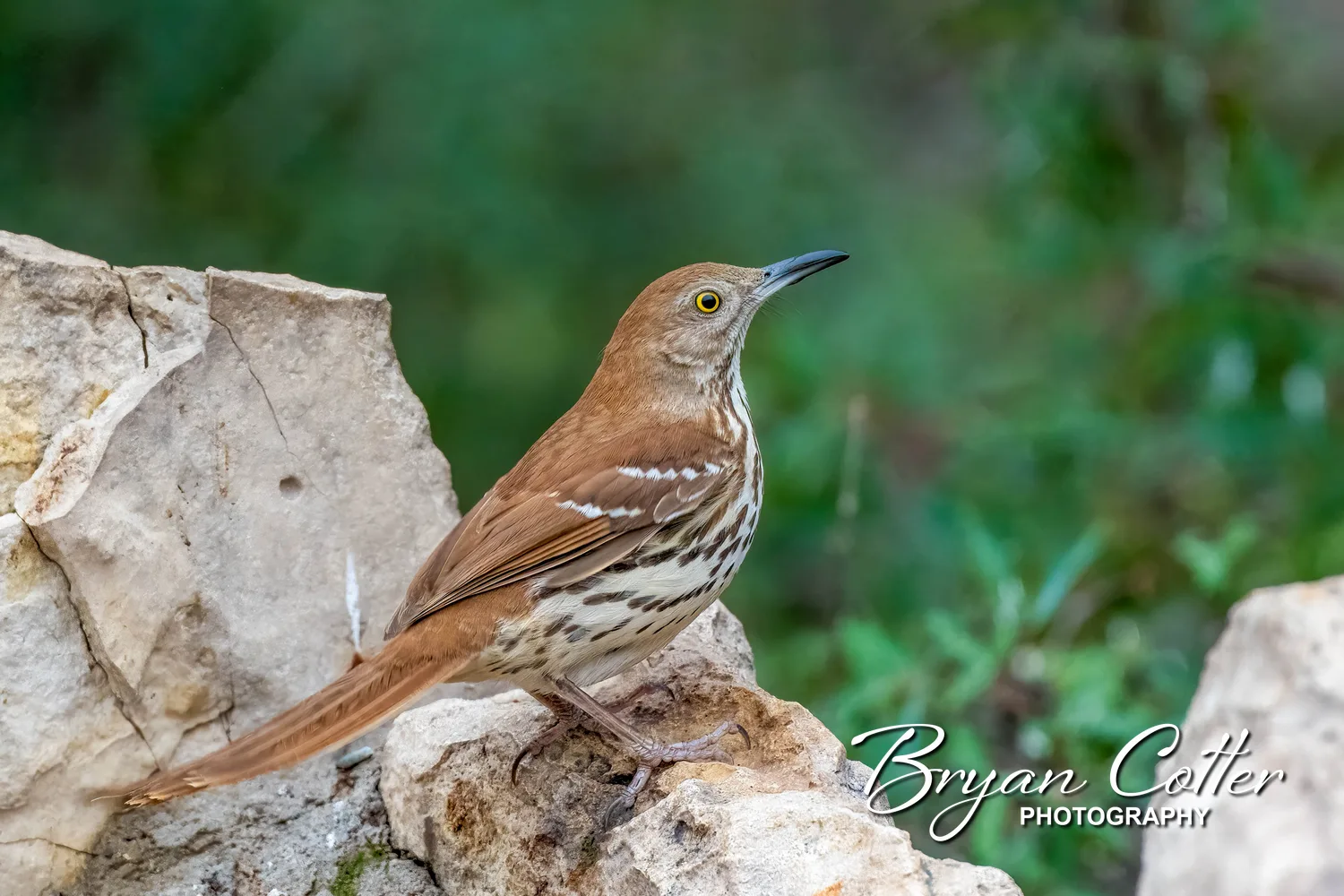 Brown Thrasher