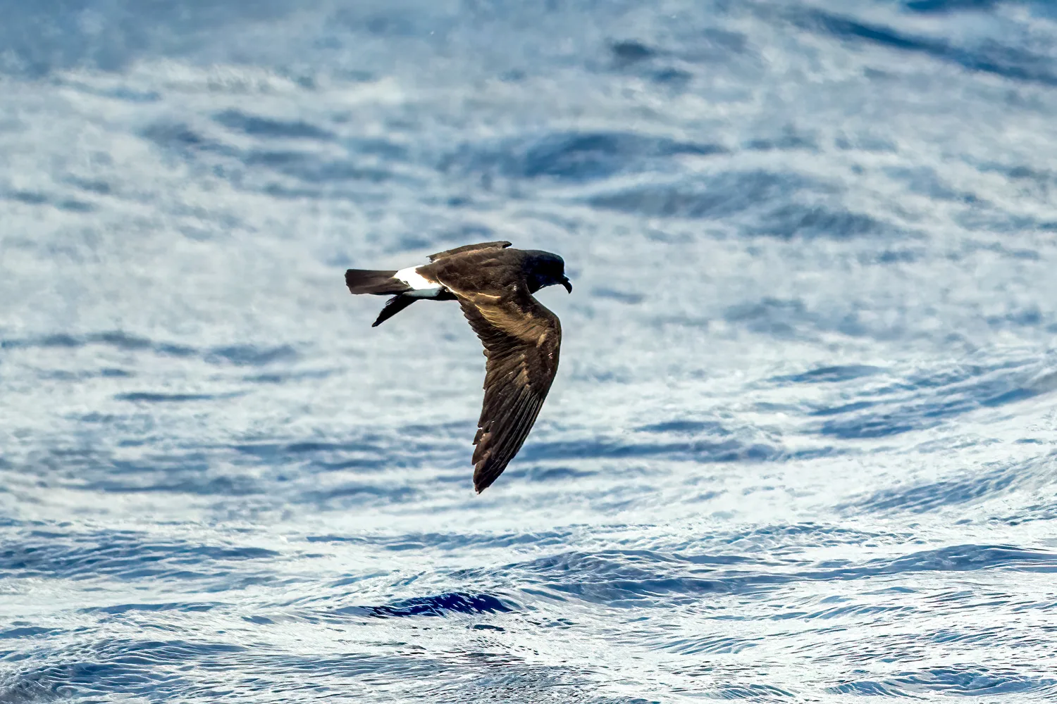 Band-rumped Storm-Petrel