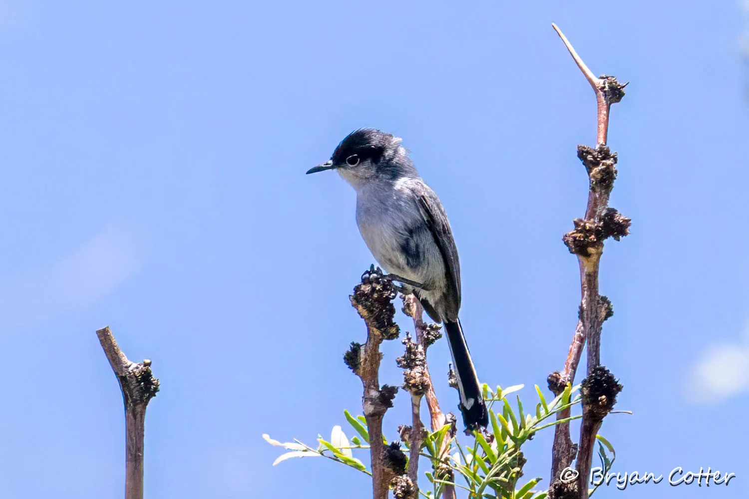 Black-tailed Gnatcatcher