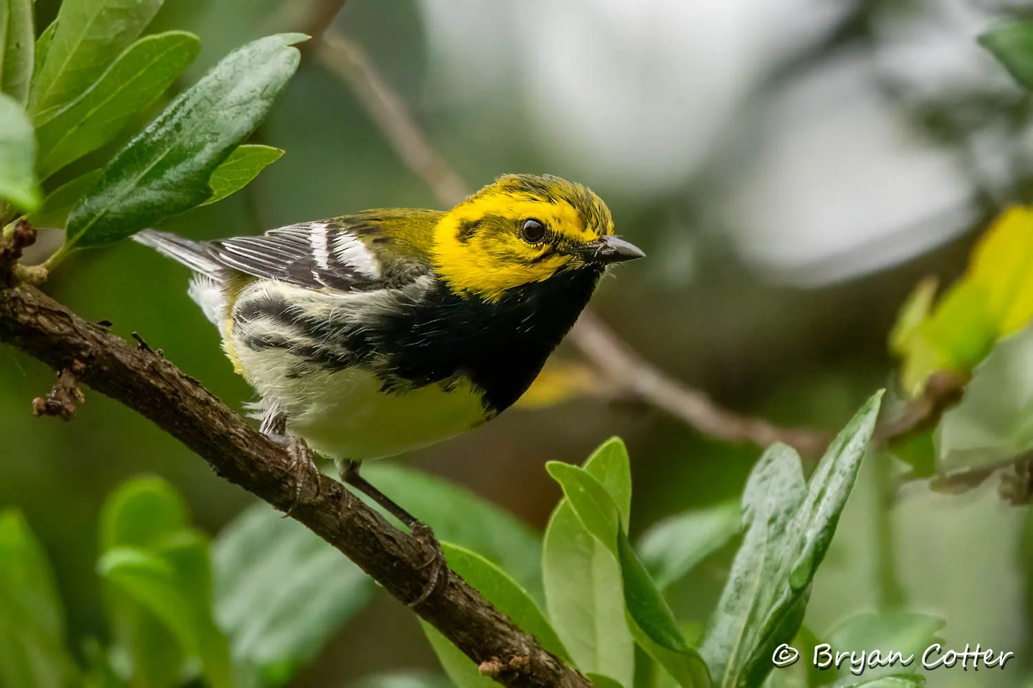 Black-throated Green Warbler