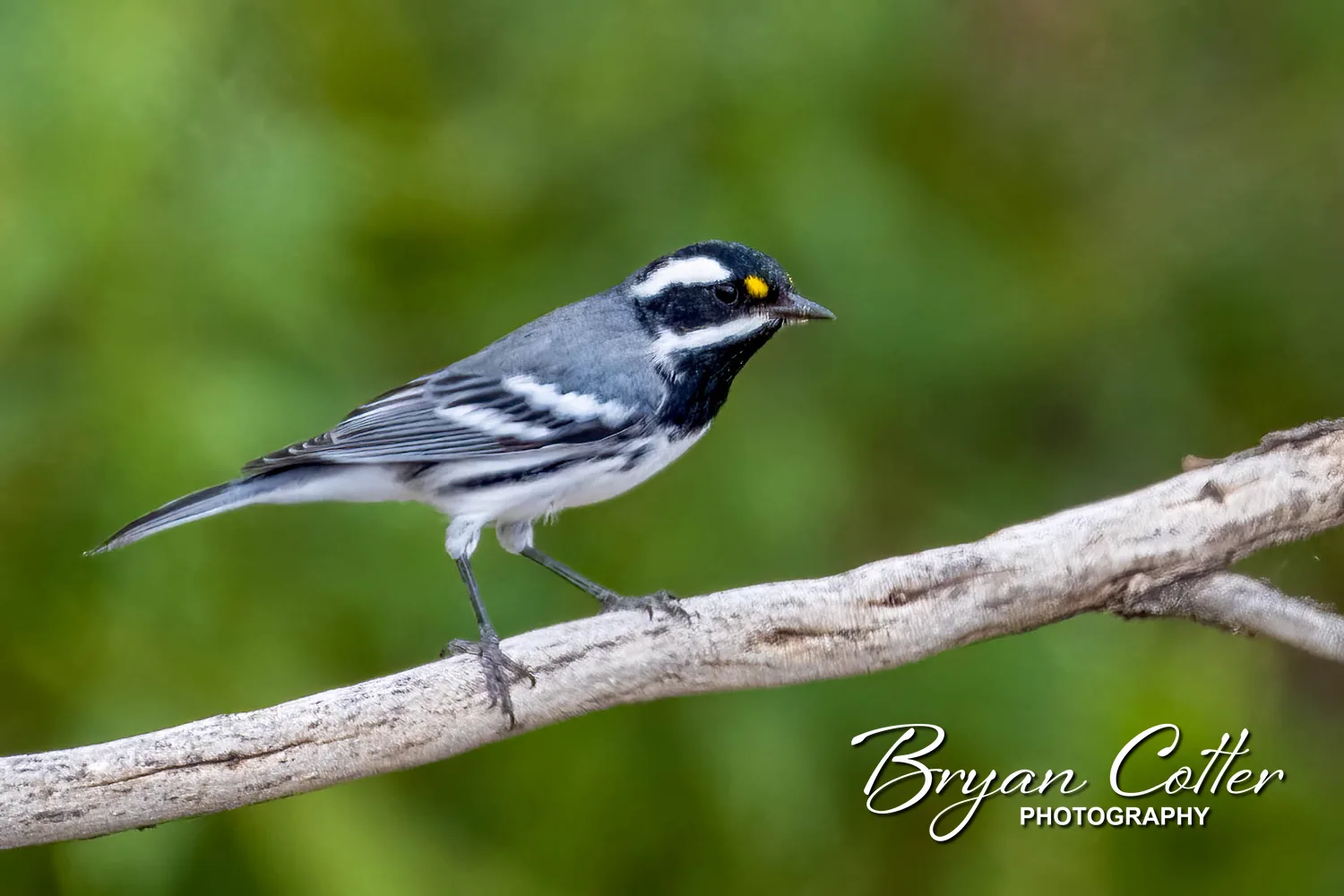 Black-throated Gray Warbler