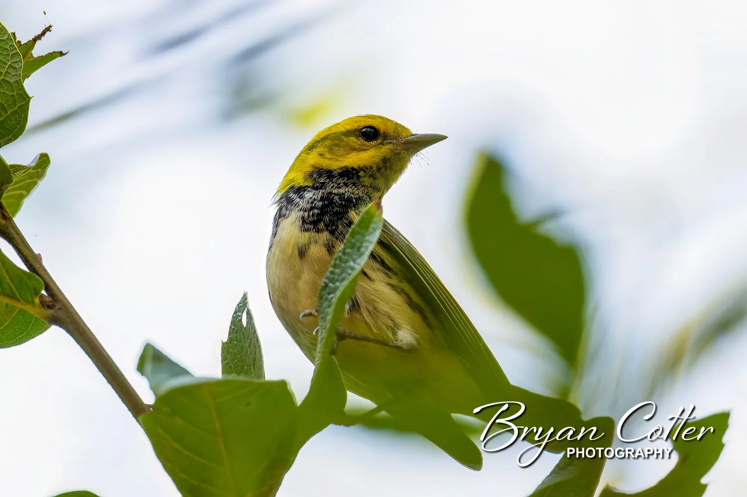 Black-throated Green Warbler