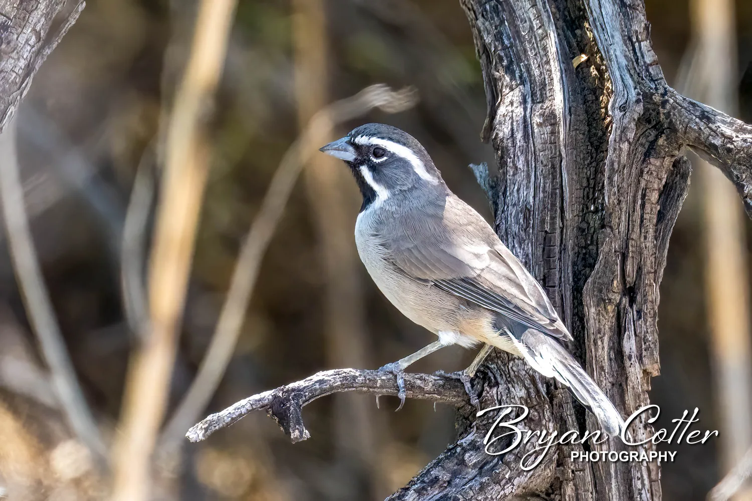 Black-throated Sparrow