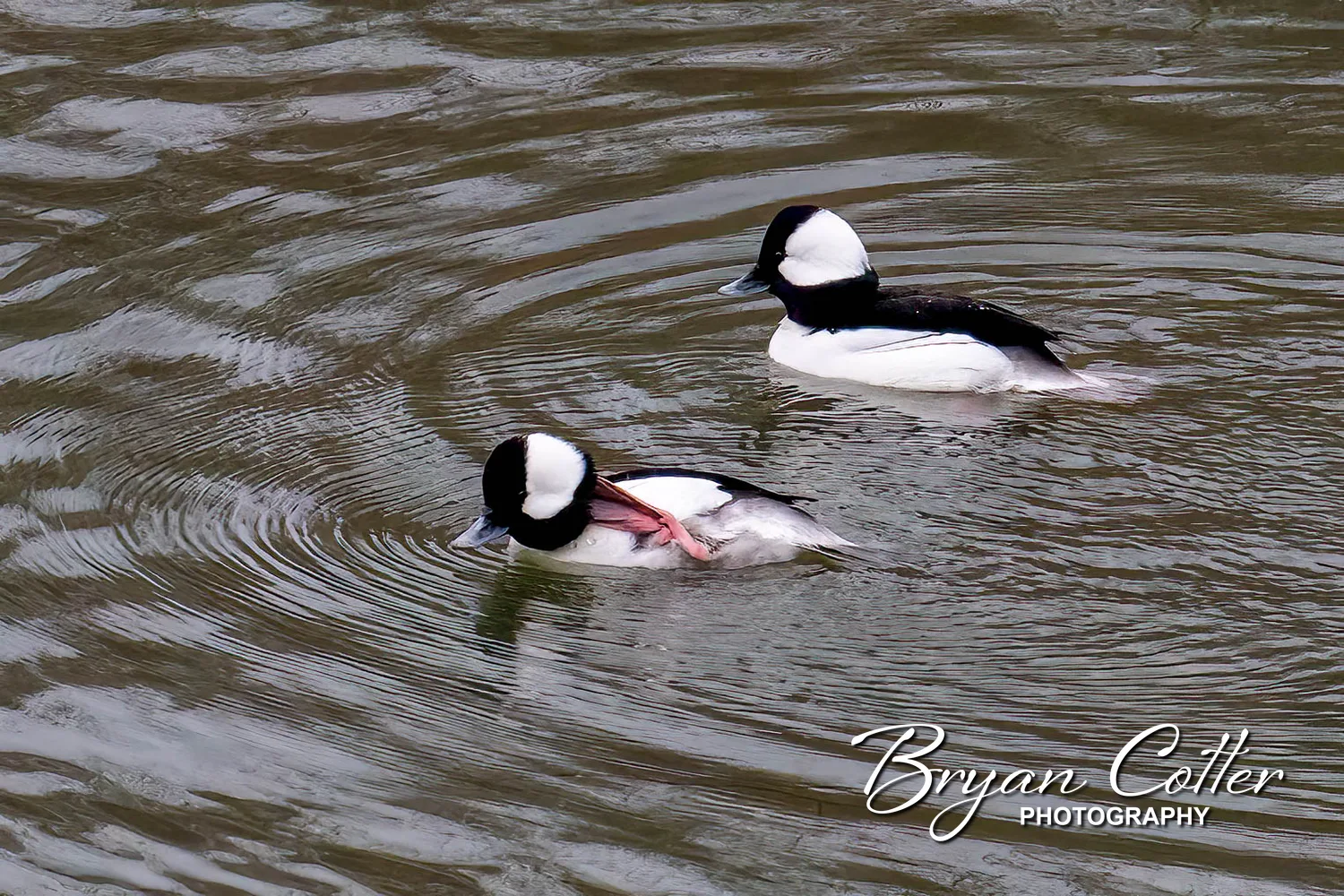 Bufflehead