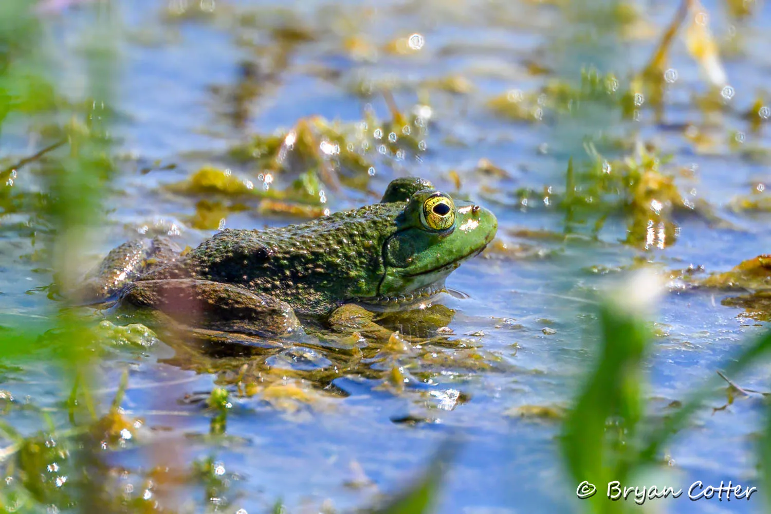 Bull Frog