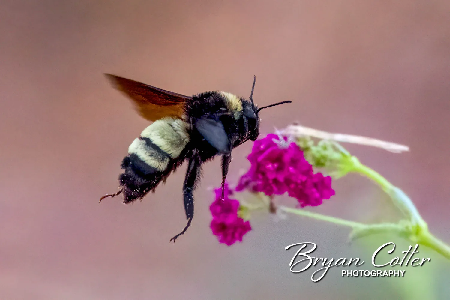 Bumblebee