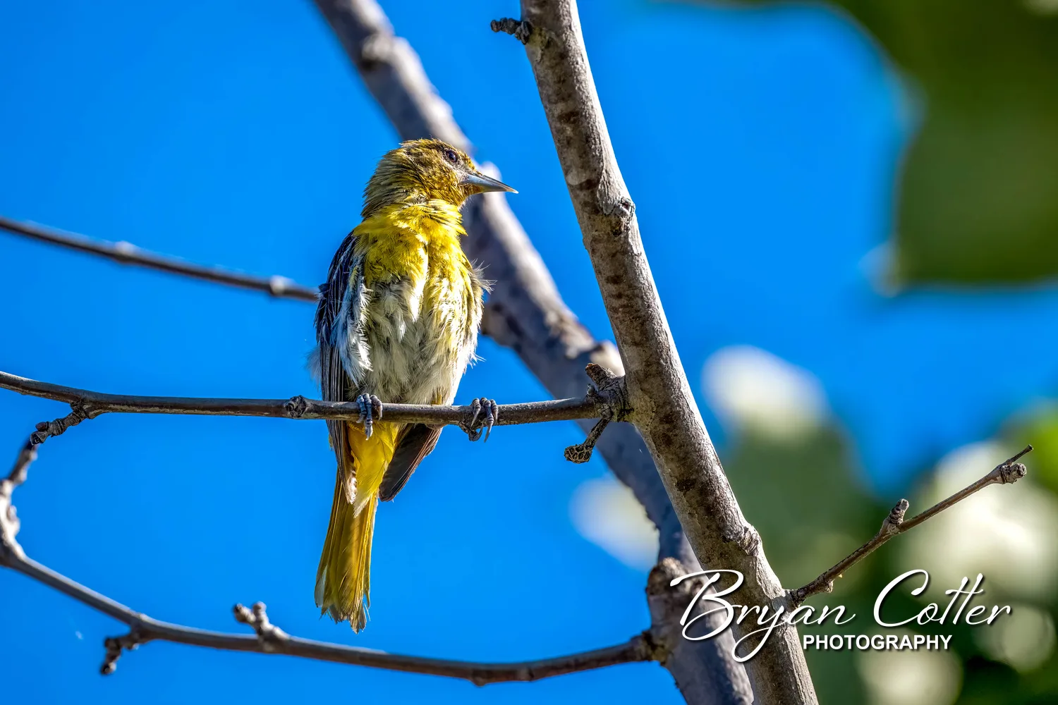 Bullock's Oriole