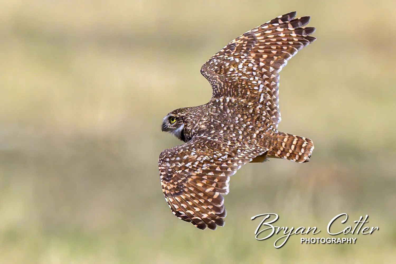 Burrowing Owl