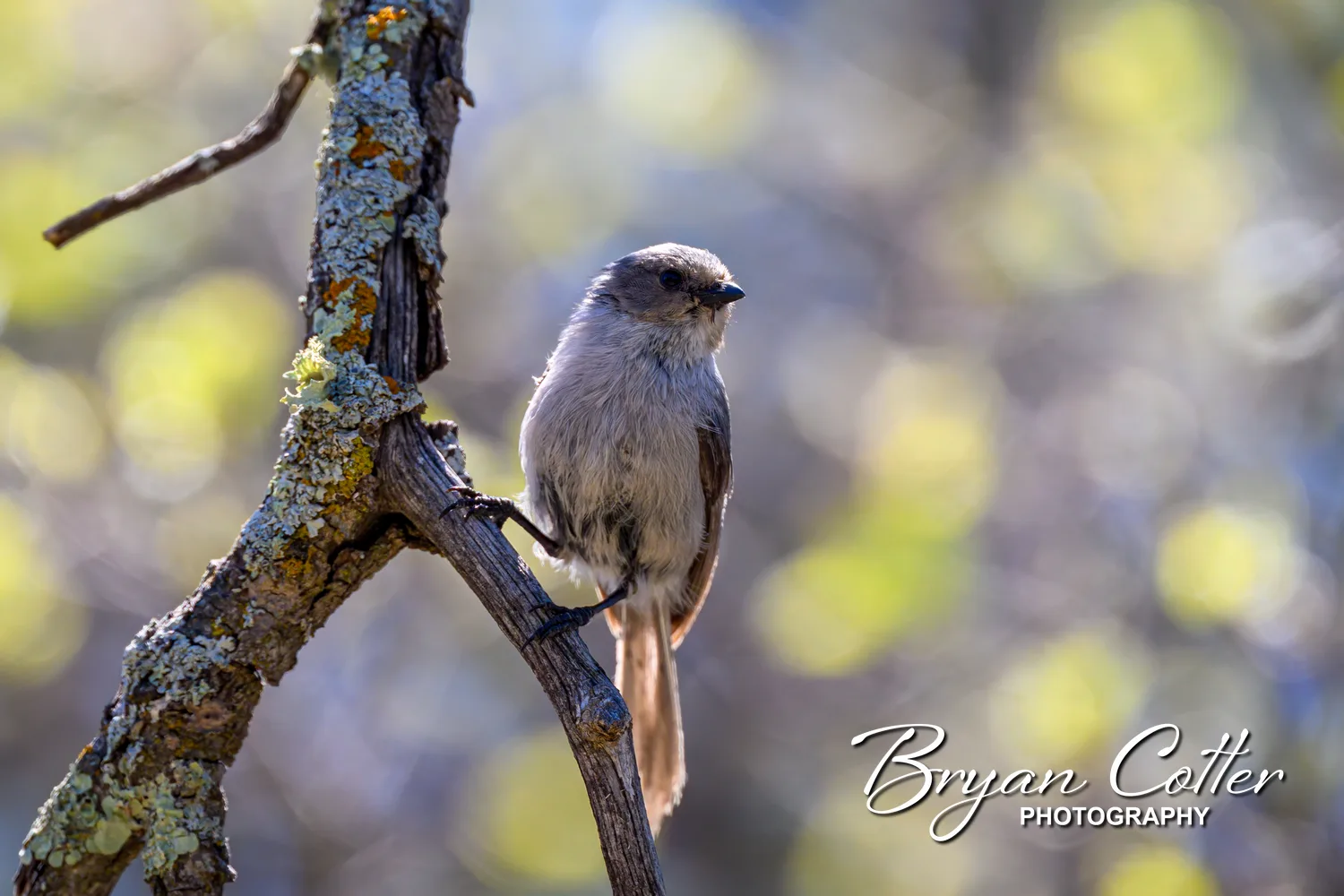 Bushtit