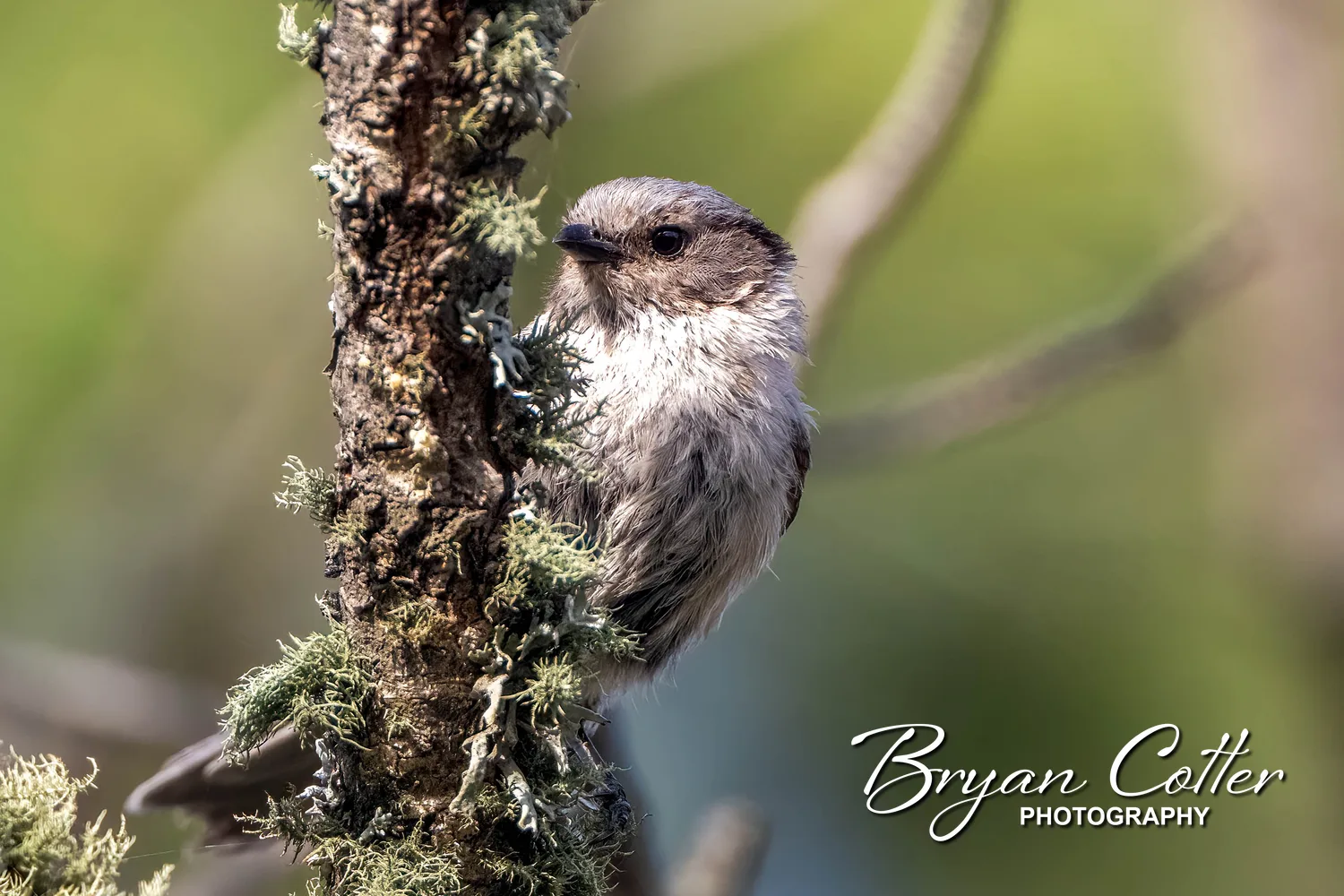 Bushtit