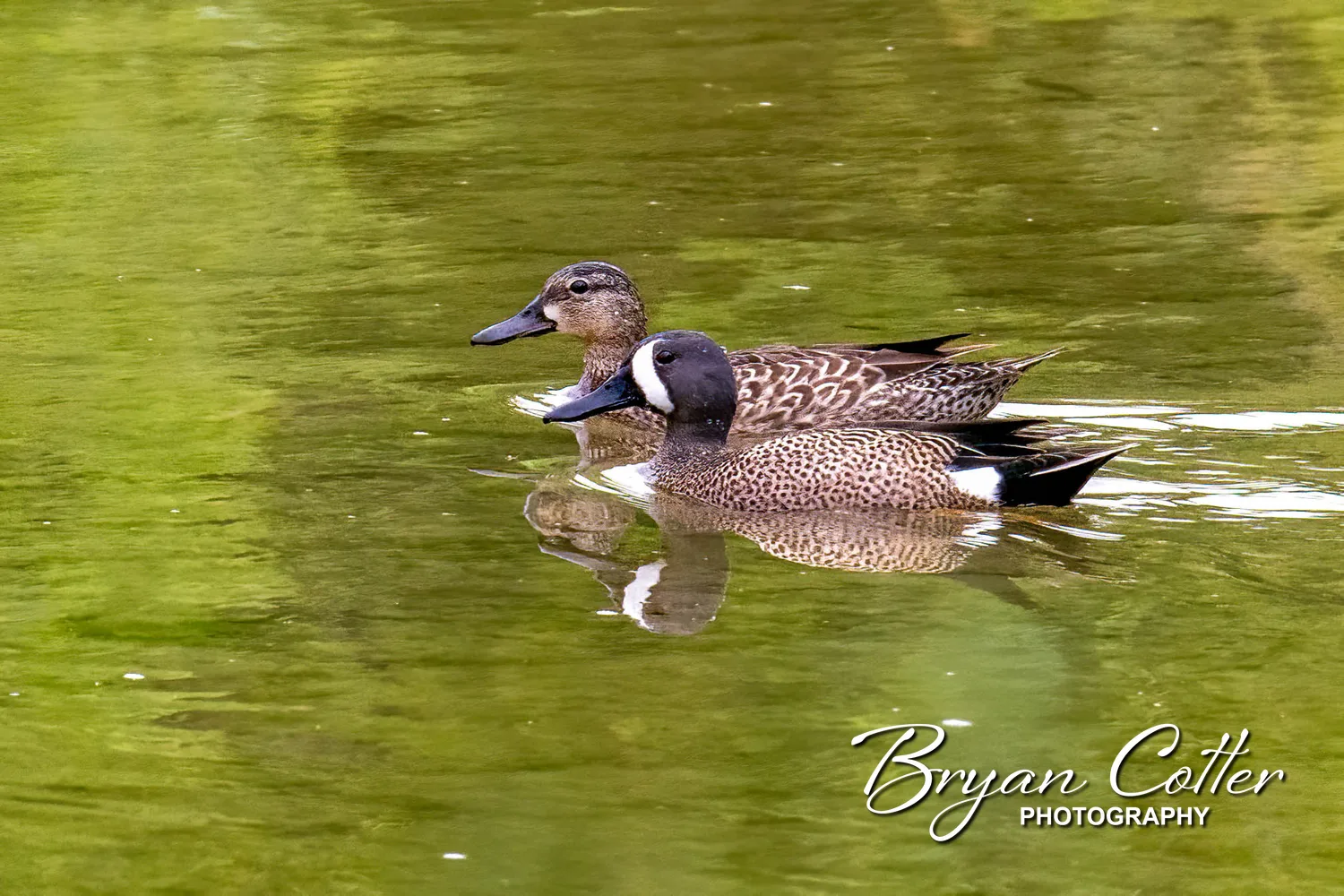 Blue-winged Teal