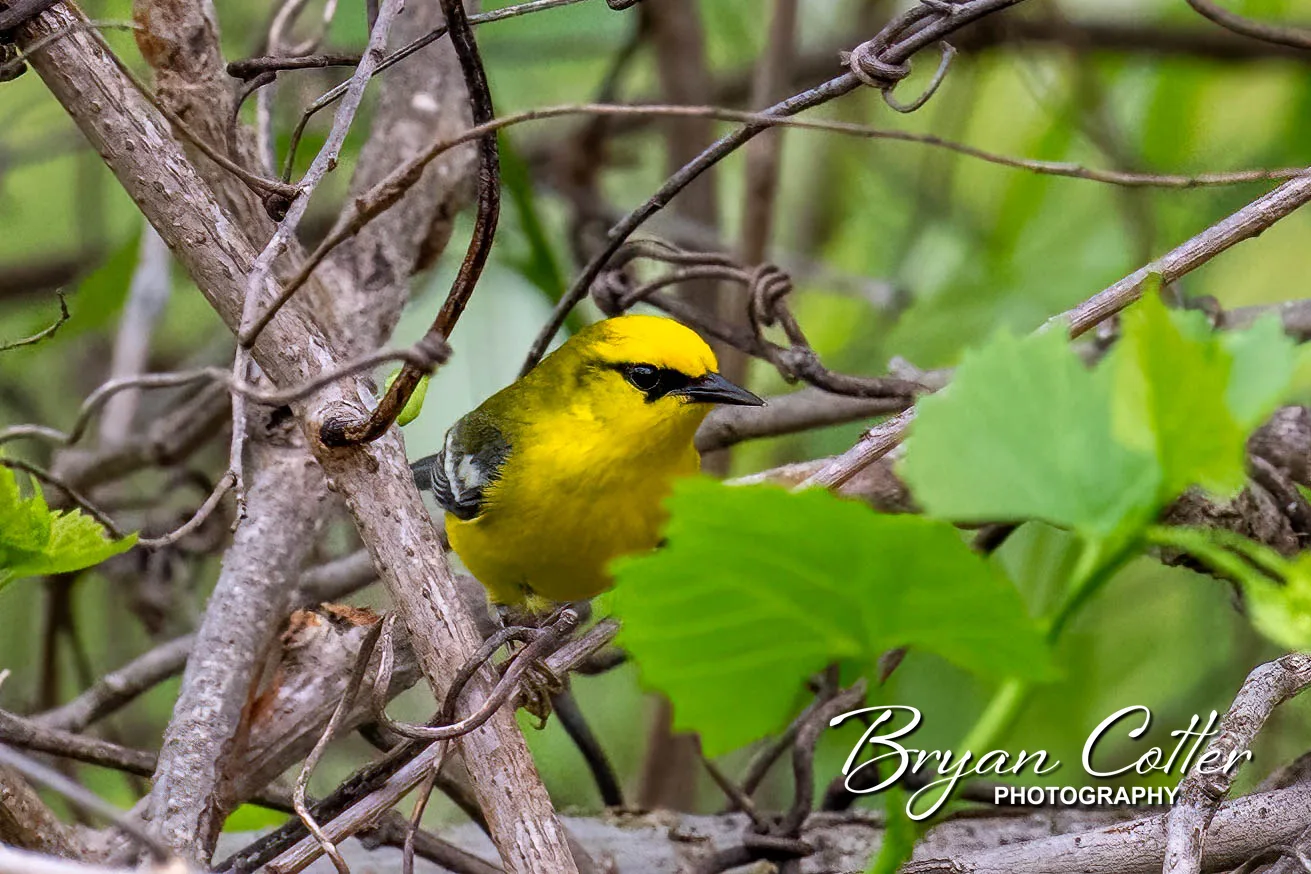 Blue-winged Warbler