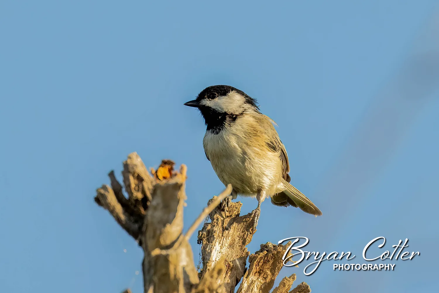 Carolina Chickadee