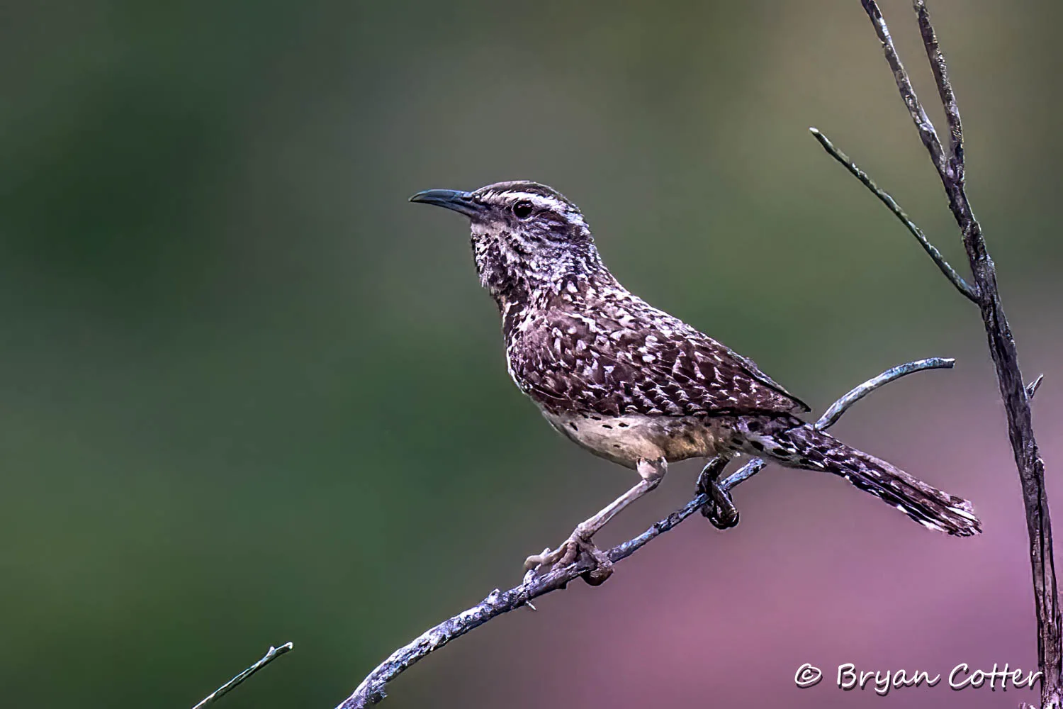 Cactus Wren