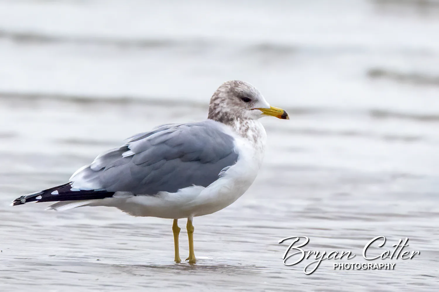 California Gull