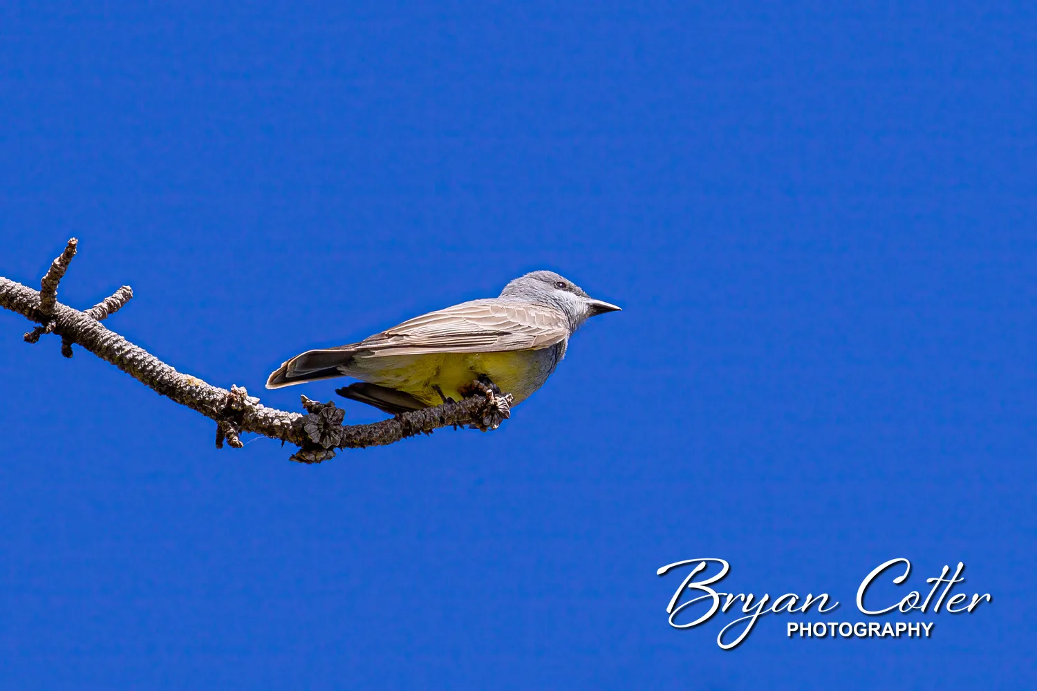 Cassin's Kingbird