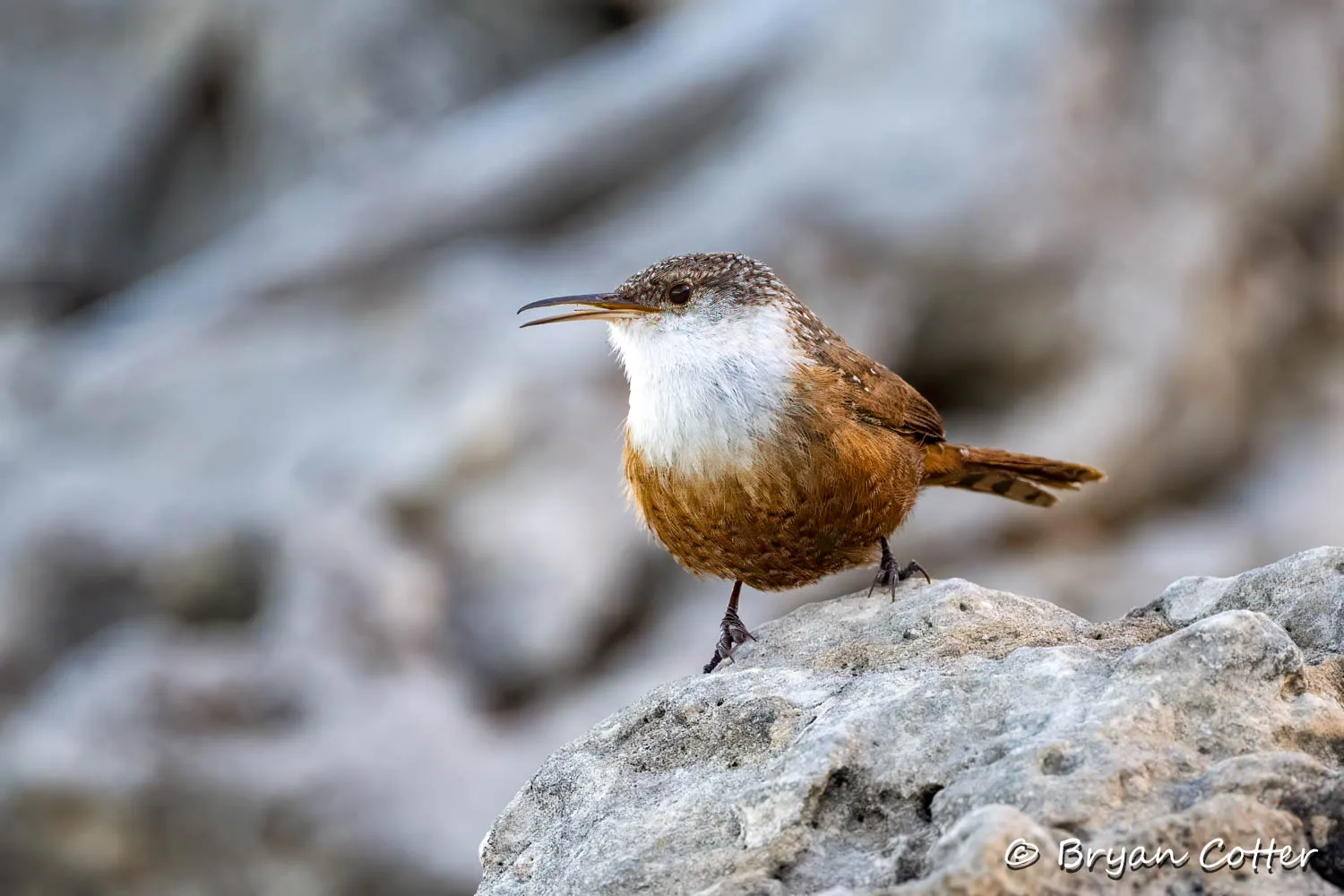 Canyon Wren