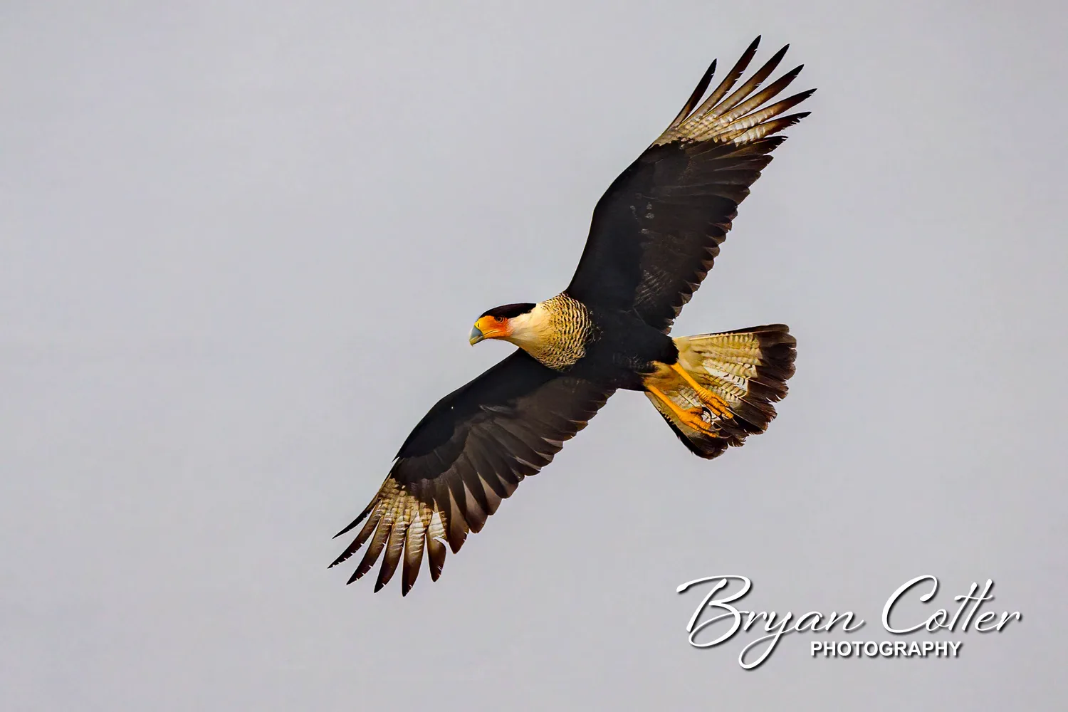 Crested Caracara
