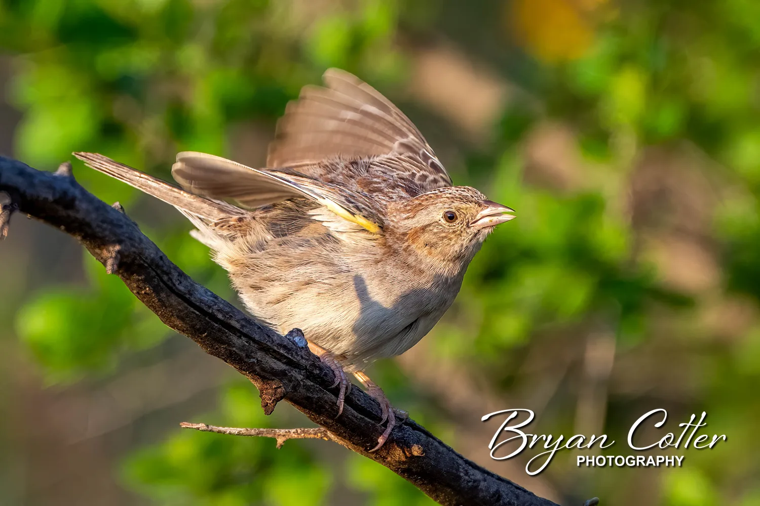 Cassin's Sparrow