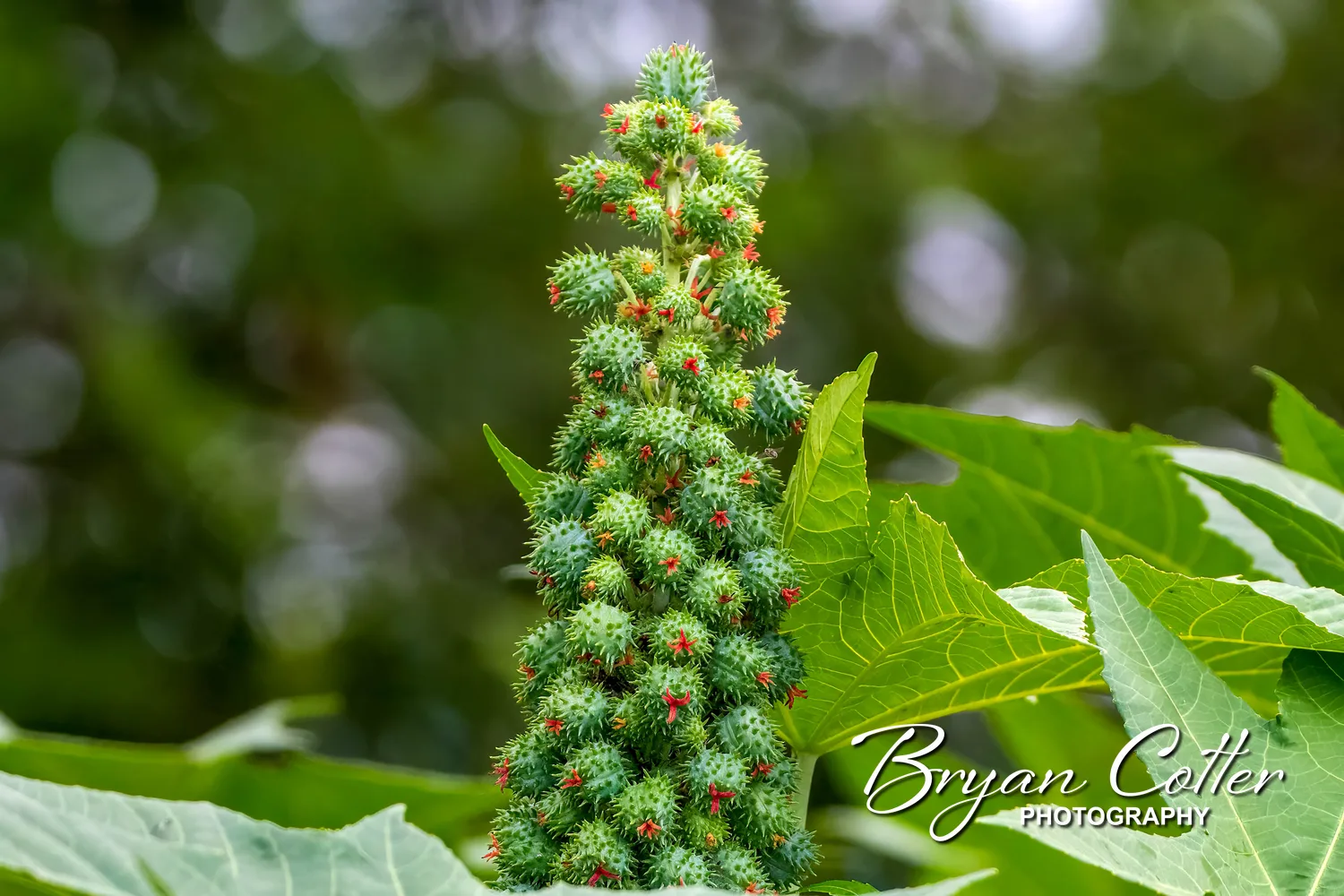 Castor Oil Plant Seeds