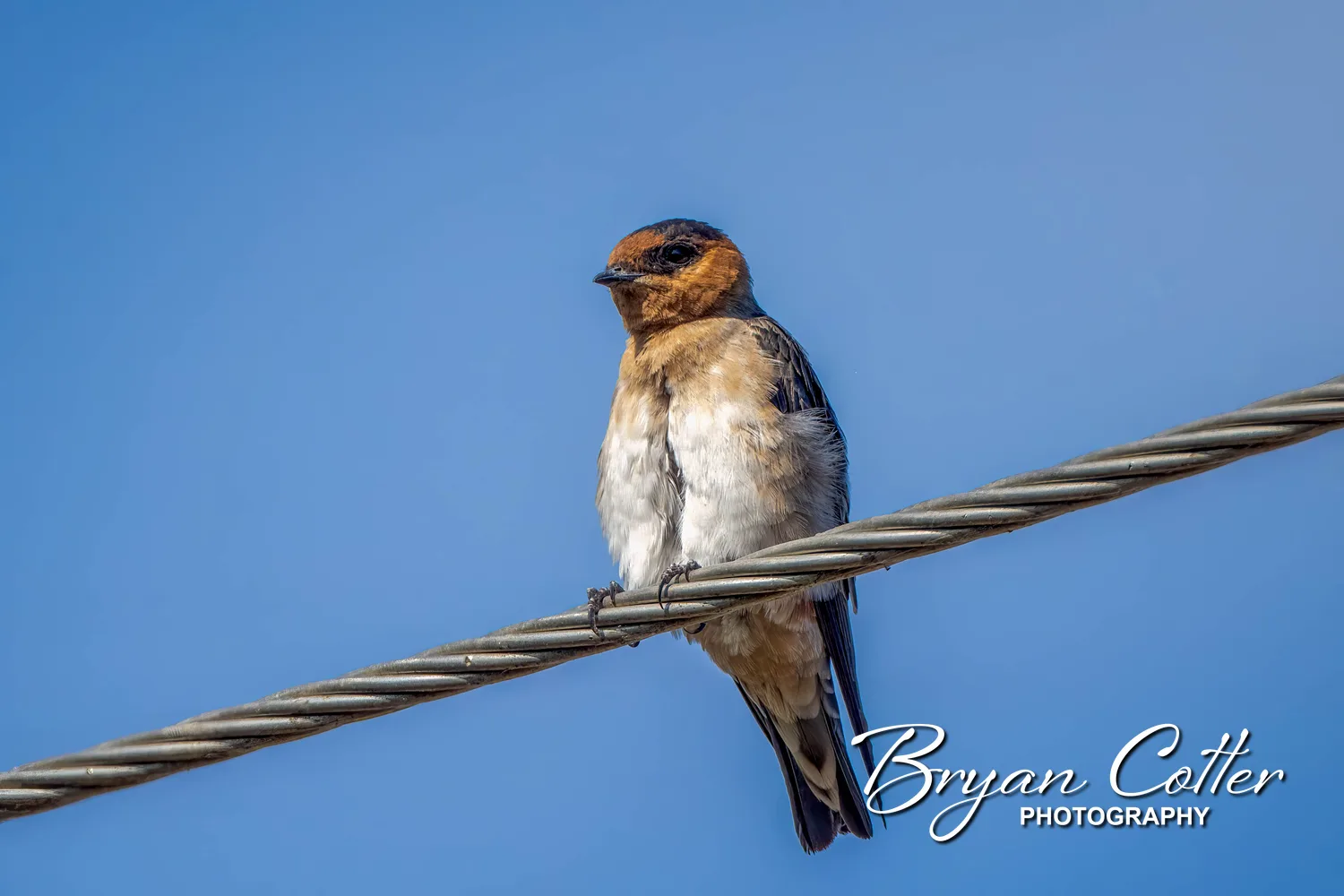 Cave Swallow