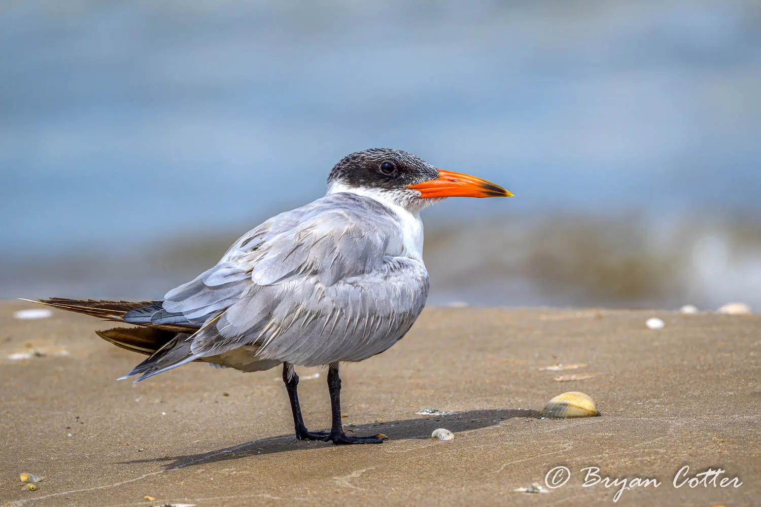 Caspian Tern