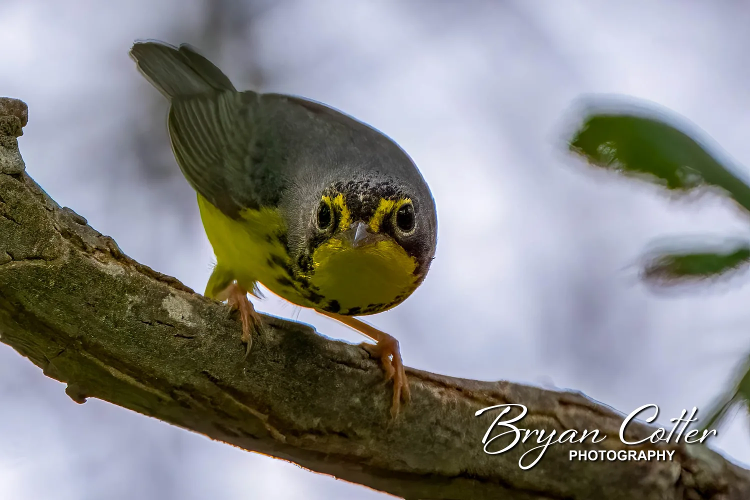 Canada Warbler