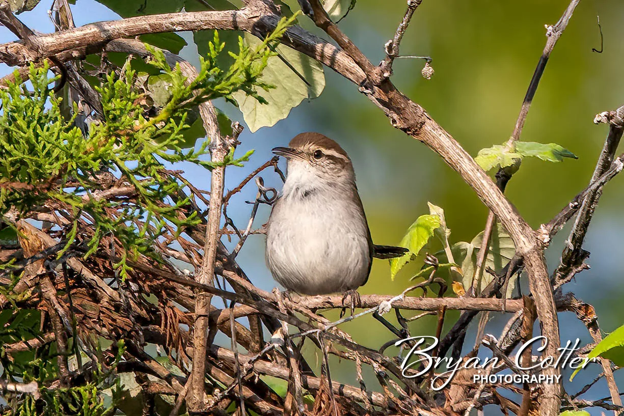 Carolina Wren