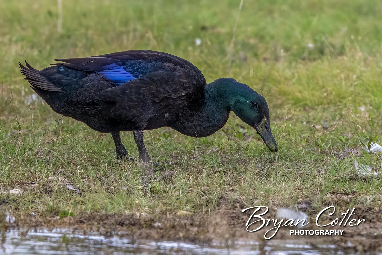 Cayuga Duck
