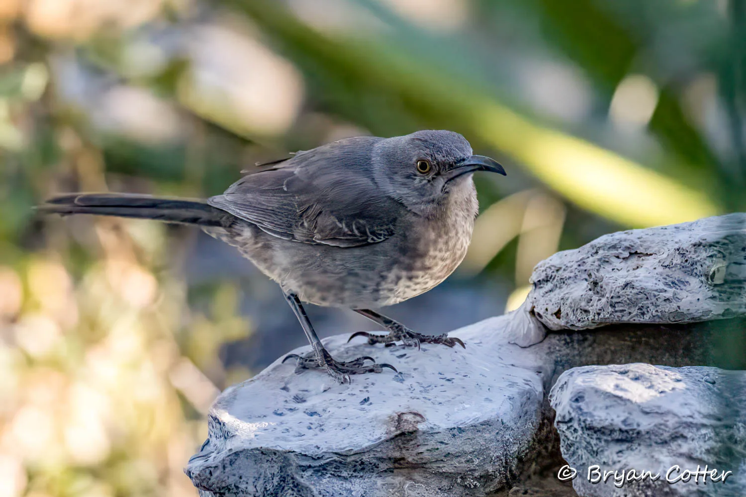 Curve-billed Thrasher
