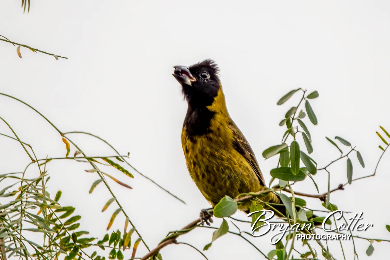 Crimson-collared Grosbeak
