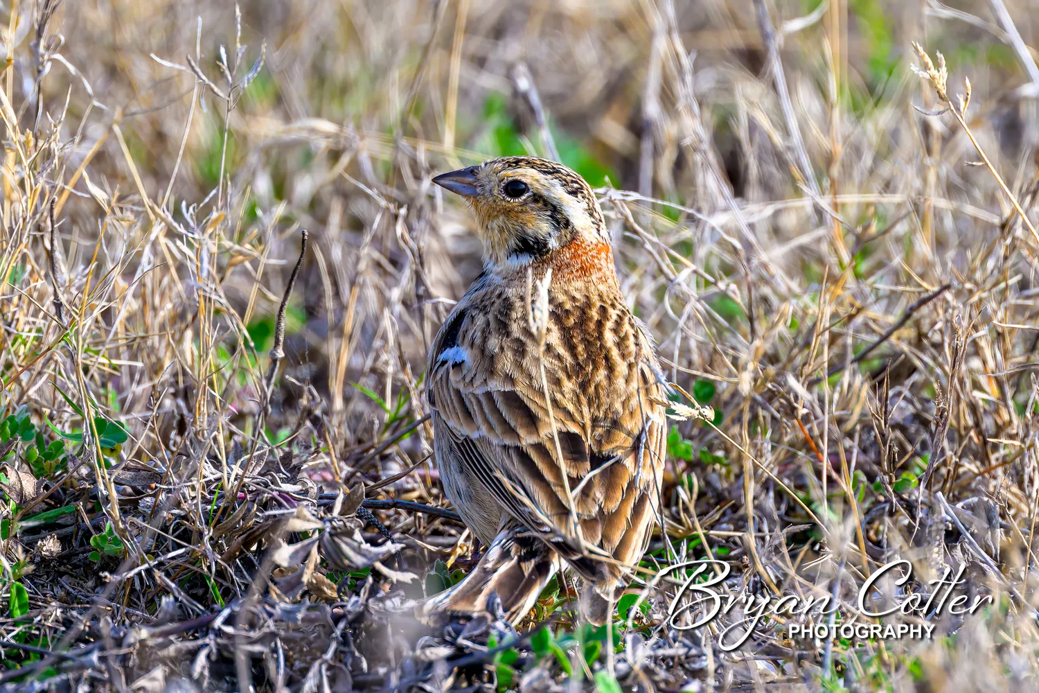 Chestnut-collared Longspur