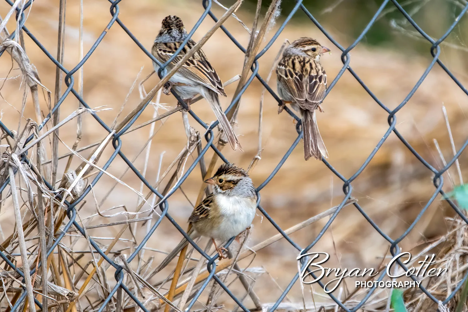 Clay-colored Sparrow